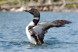  July 9th - WCS Calls for Volunteers to Survey Adirondack Loons